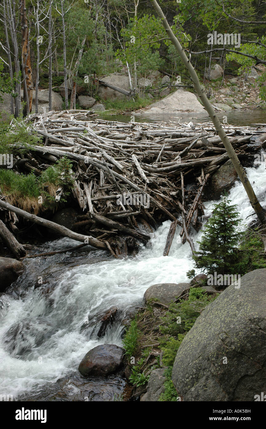P31 126 Rocky Mountain National Park - Registro Damn nel Glacier Creek Foto Stock