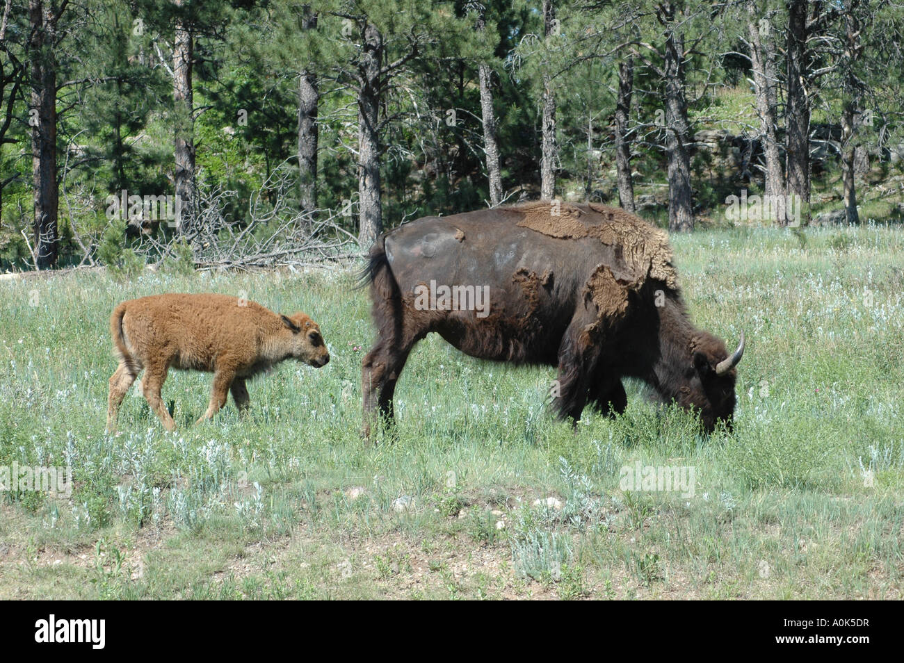 P31 144 Custer State Park SD - Bison e vitello Foto Stock