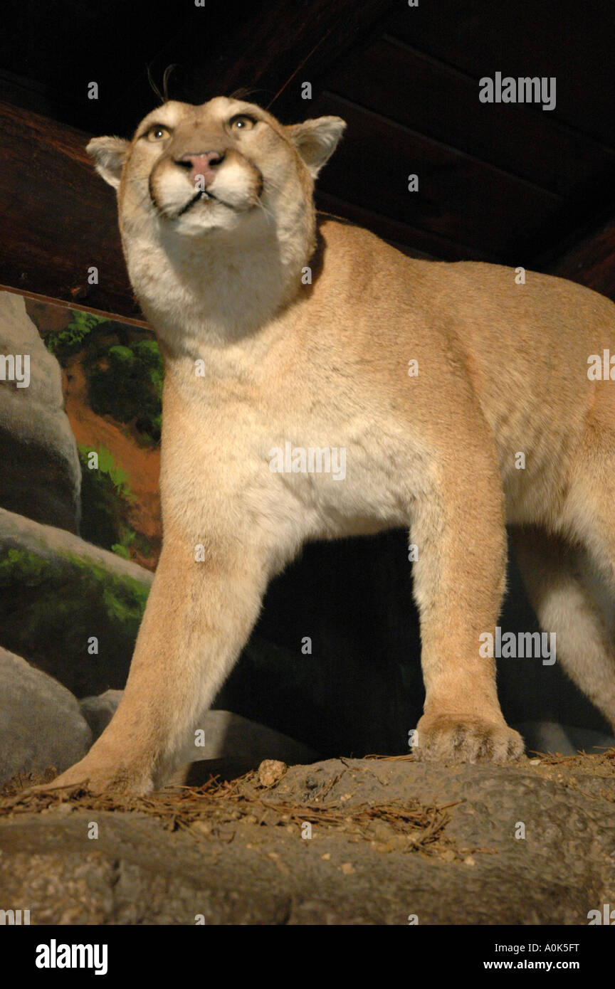 P31 161 Custer State Park SD - Peter Norbeck Visitor Centre - Mountain Lion vicino Foto Stock