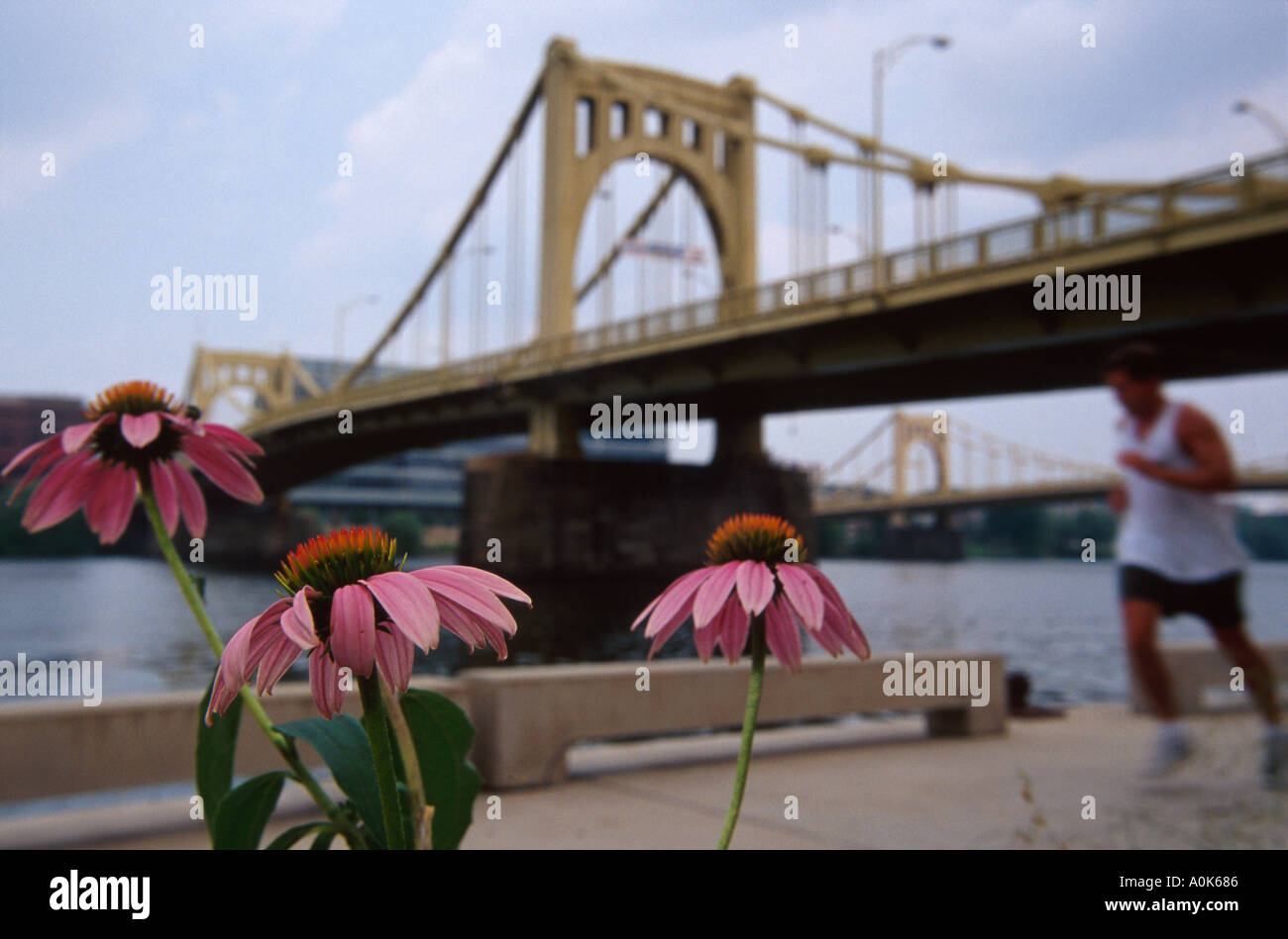 Pittsburgh Pennsylvania, Seventh Street Bridge, cavalcavia, collegamento, collegamento, margherite lungo Allegheny River Trail PA040, PA040 Foto Stock