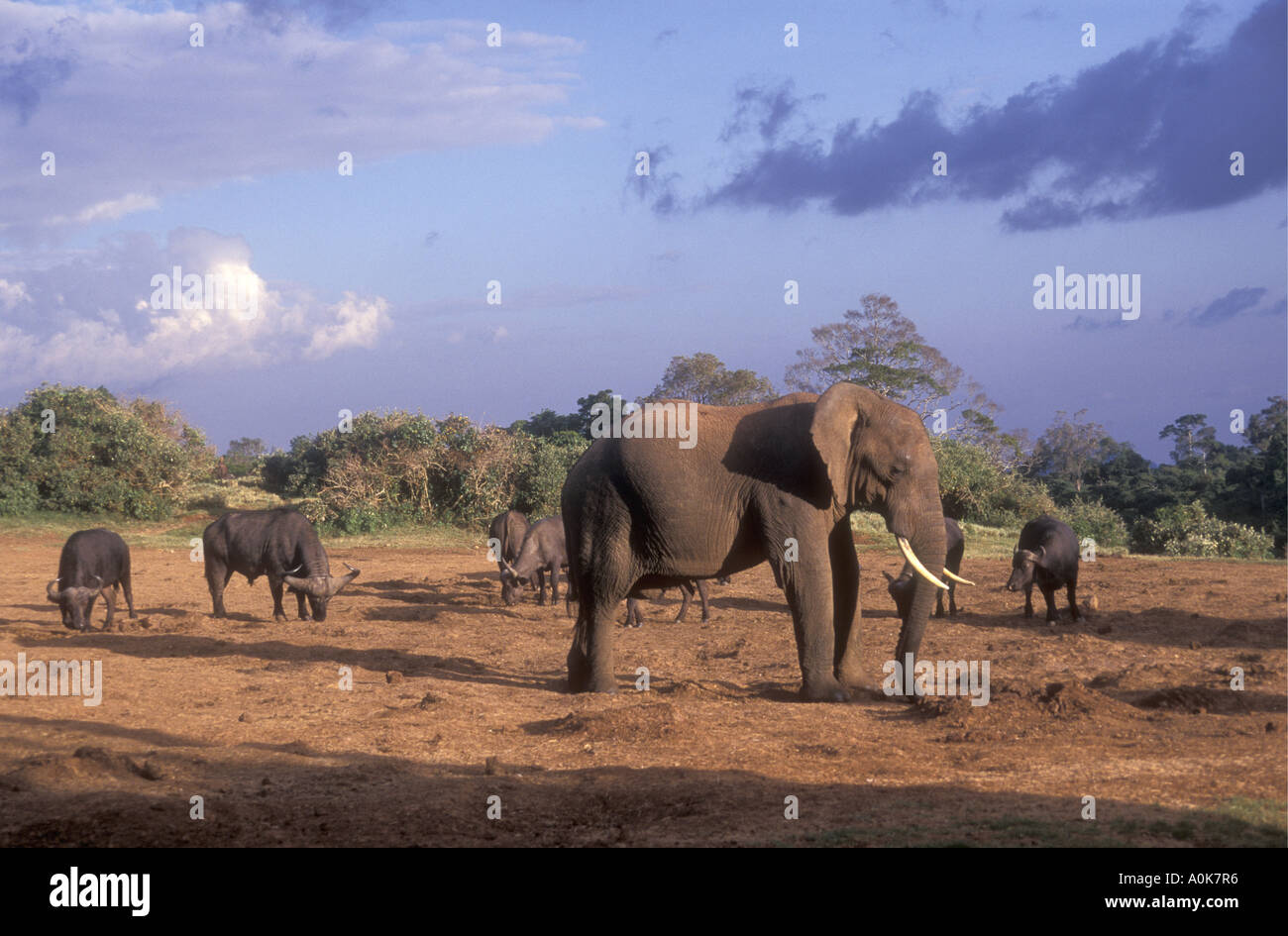 Elefante e buffalo a Salt Lick nel Parco nazionale di Aberdares Kenya Africa orientale Foto Stock