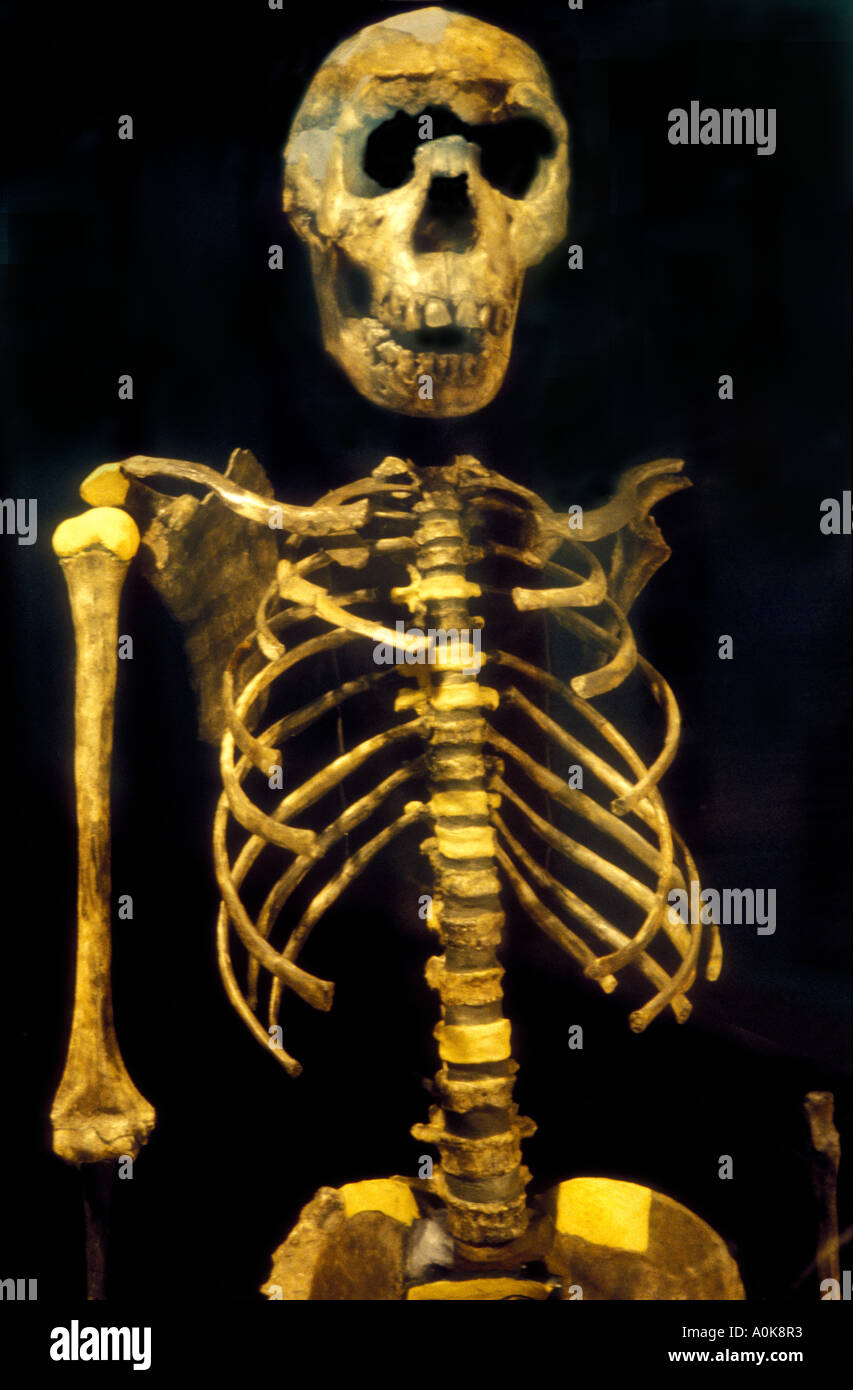 Lo scheletro del ragazzo di HOMO ERECTUS Foto Stock
