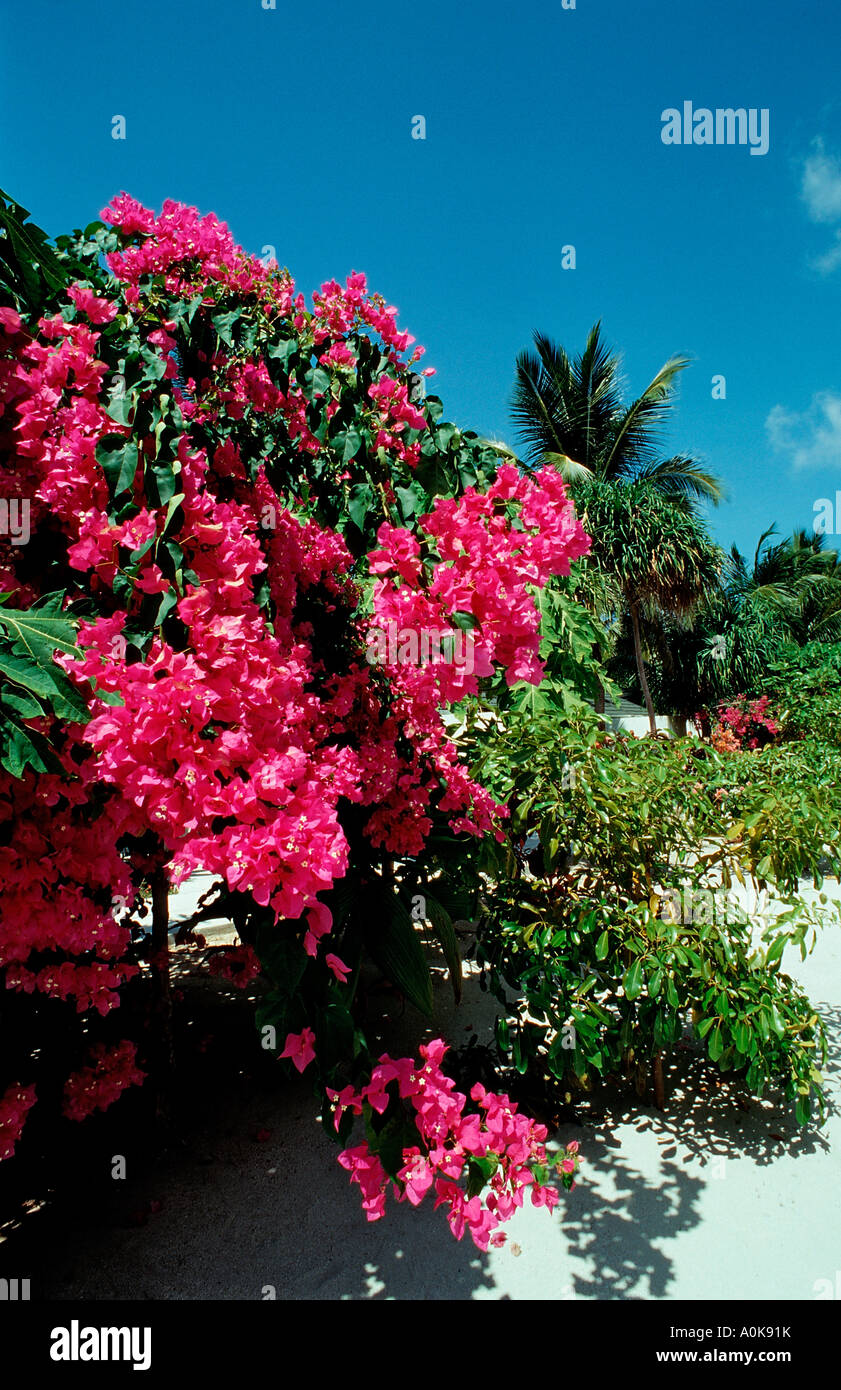 Fiori in Maldive Oceano indiano Isole Maldive Foto Stock