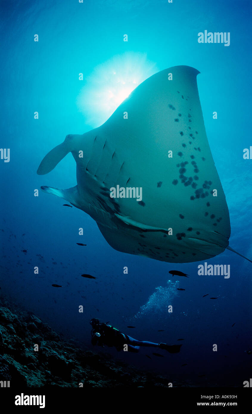 Manta e subacqueo Manta birostris Oceano indiano Isole Maldive Foto Stock