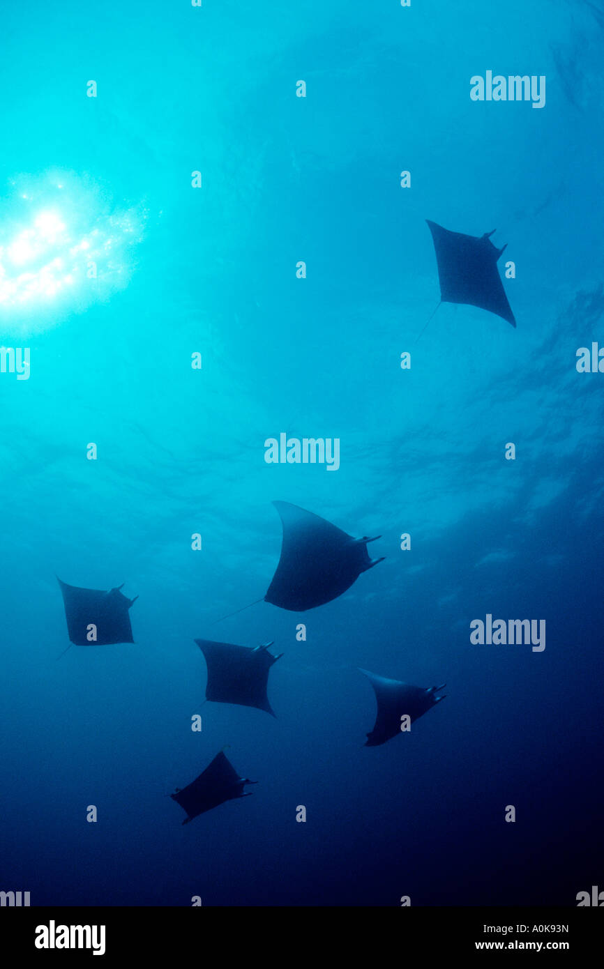 Mobulas Mobula tarapacana Oceano indiano Isole Maldive Foto Stock