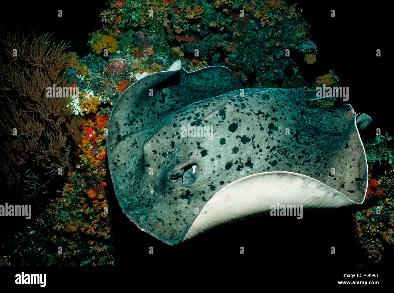 Macchie nere stingray Taeniura meyeni Oceano indiano Isole delle Maldive Foto Stock