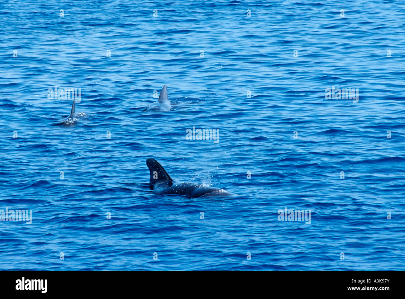 Tursiope Tursiops truncatus Oceano indiano Isole Maldive Foto Stock