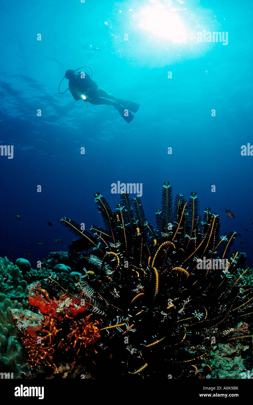 Immersioni subacquee a Coral Reef Oceano indiano Isole Maldive Foto Stock