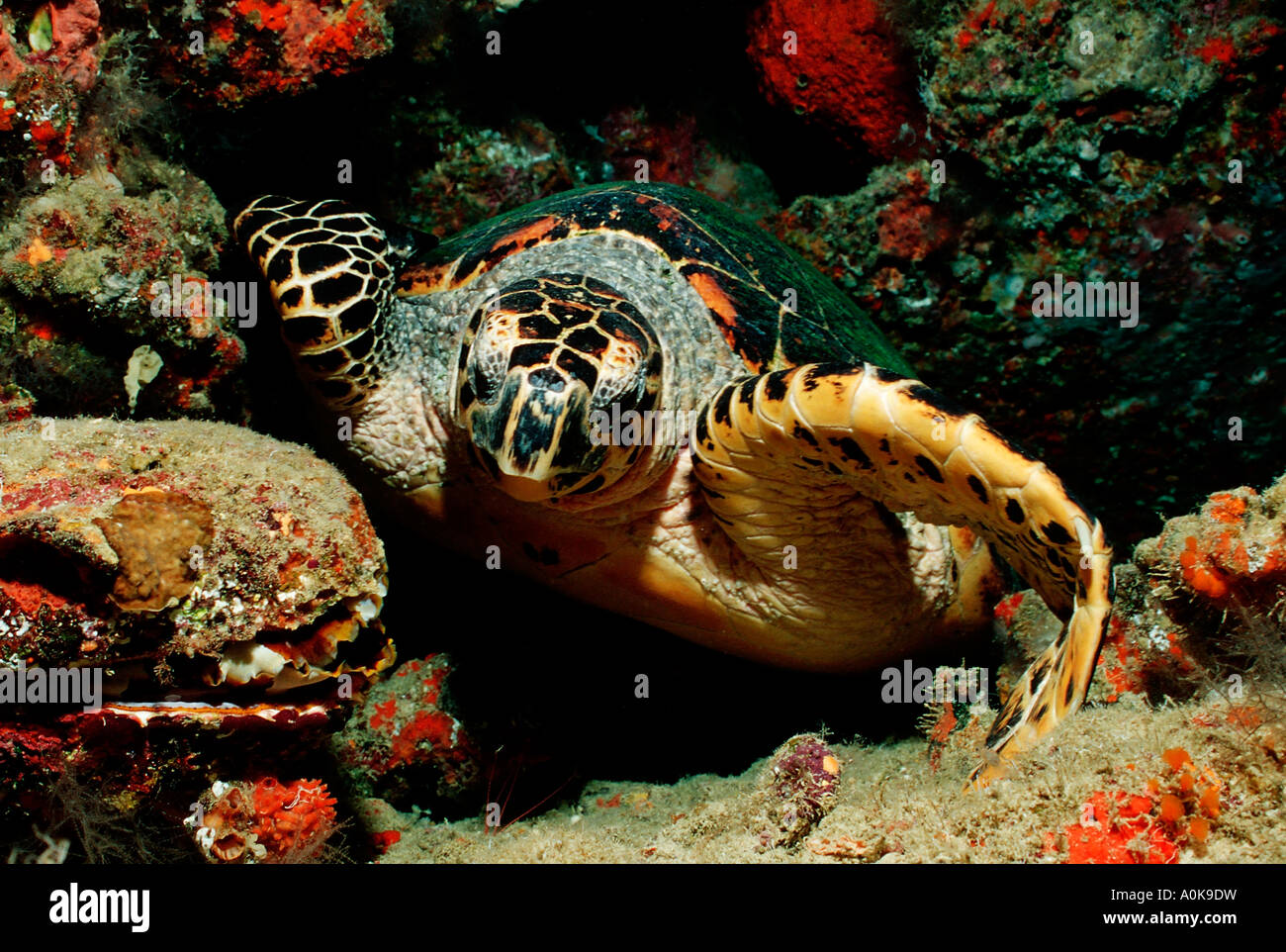 Tartaruga embricata Eretmochelys imbricata Oceano indiano Isole Maldive Foto Stock