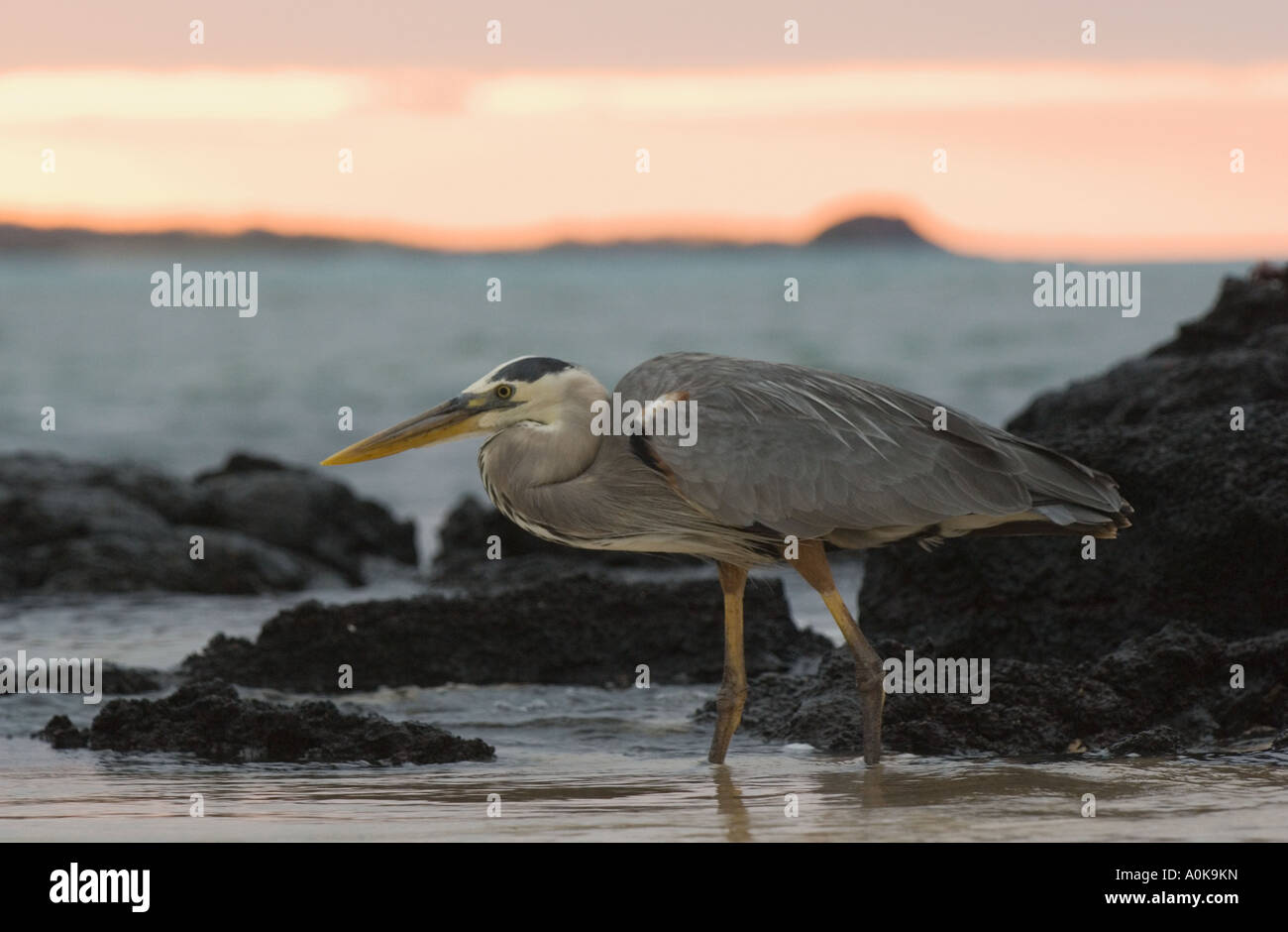 Airone blu (Ardea erodiade) alimentare lungo la riva, Isole Galapagos Foto Stock