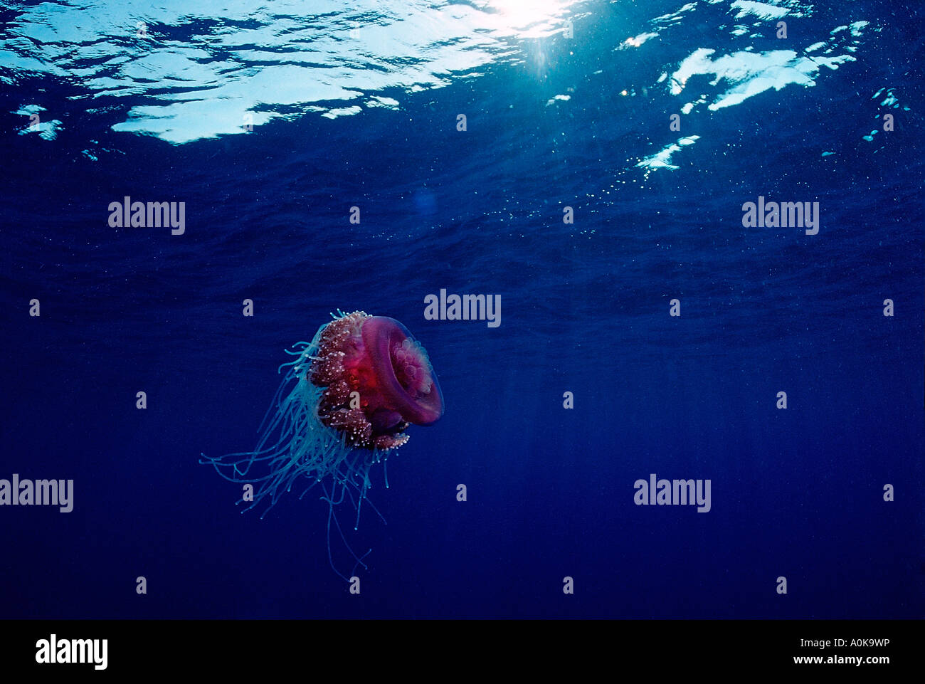 Crown meduse nel mare aperto Netrostoma setouchina Mar Rosso in Egitto Foto Stock