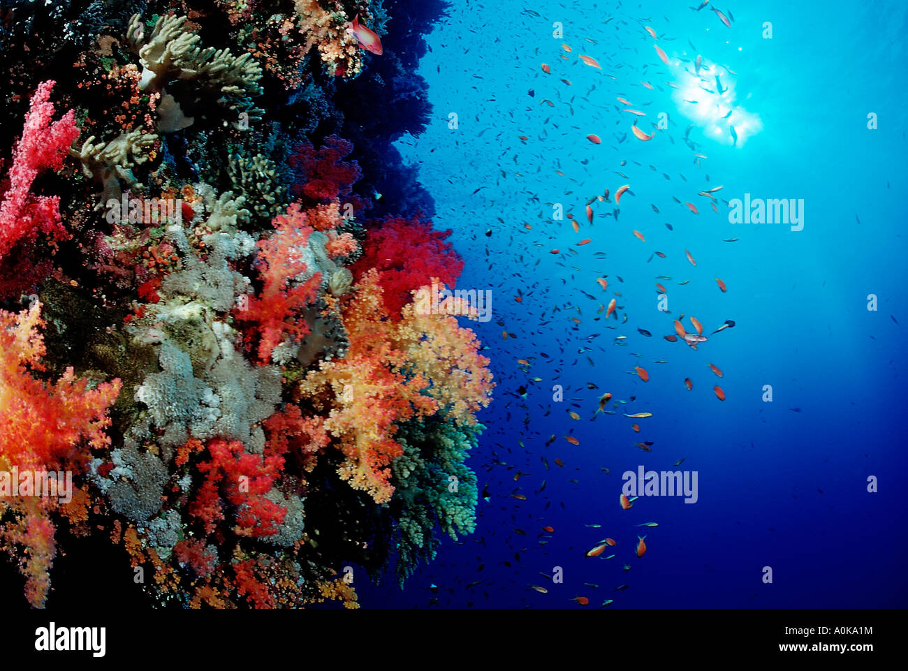 Coral Reef con Anthias Pseudanthias squamipinnis Isole Fratello Mar Rosso in Egitto Foto Stock