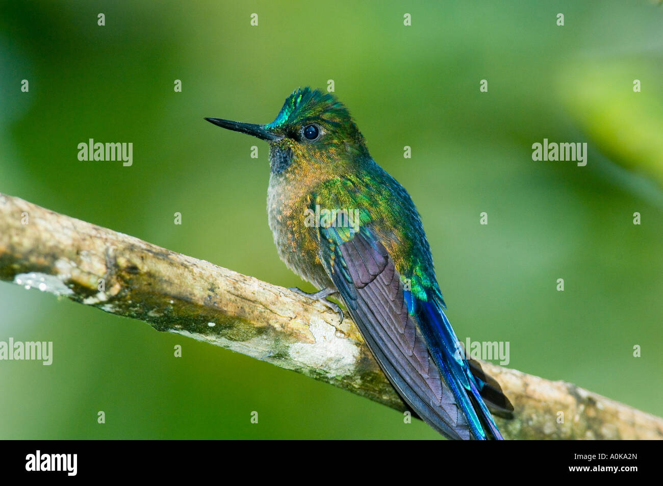 Hummingbird, viola-tailed Sylph (Aglaiocercus coelestis) area di Mindo ECUADOR Foto Stock