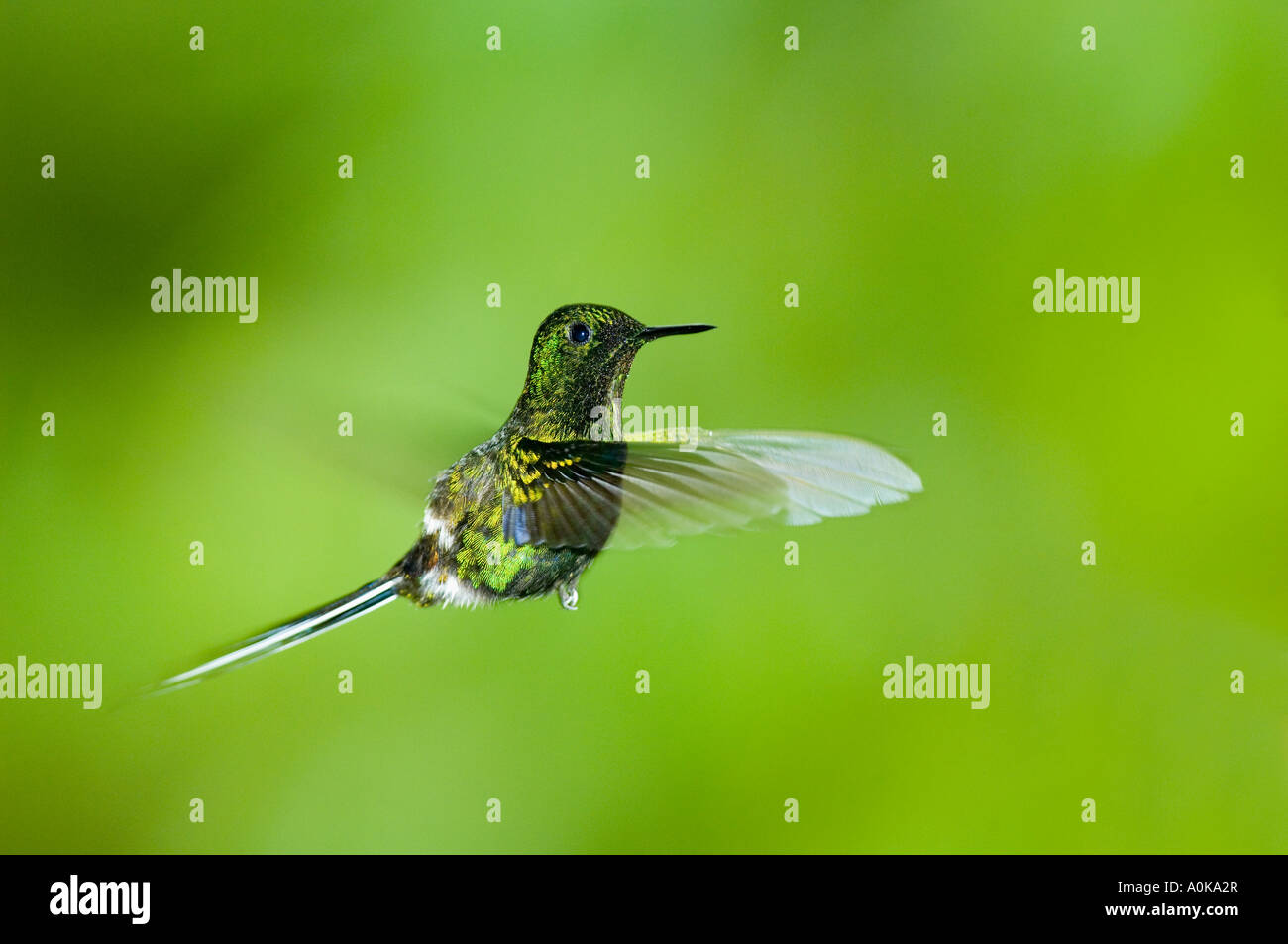 Hummingbird, Verde Thorntail (Popelaria conversii) maschio Buenaventura riserva provincia di El Oro Ecuador Foto Stock