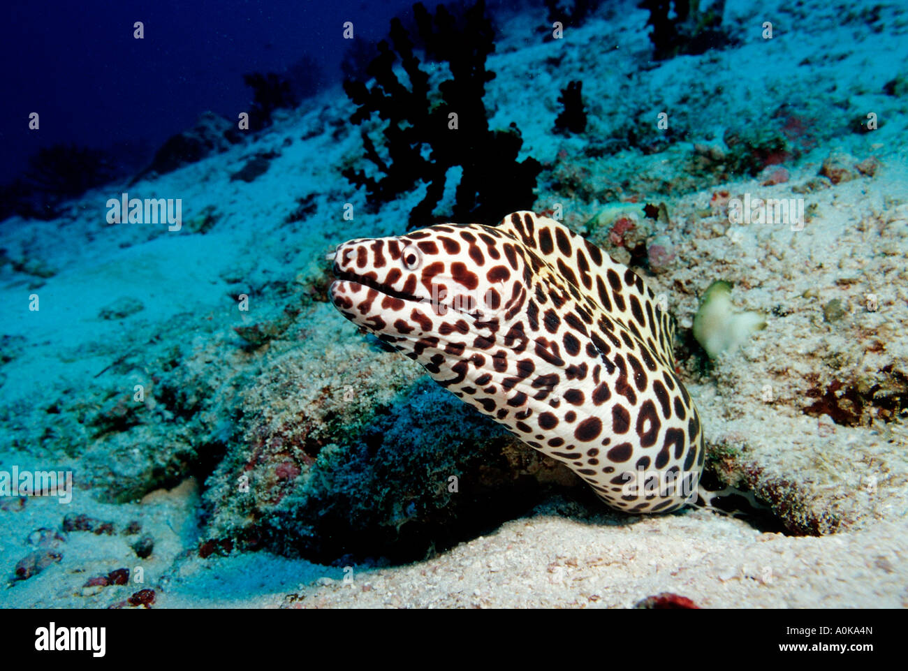 Nido Moray Gymnothorax favagineus Oceano Indiano Ari Atol Isole Maldive Foto Stock