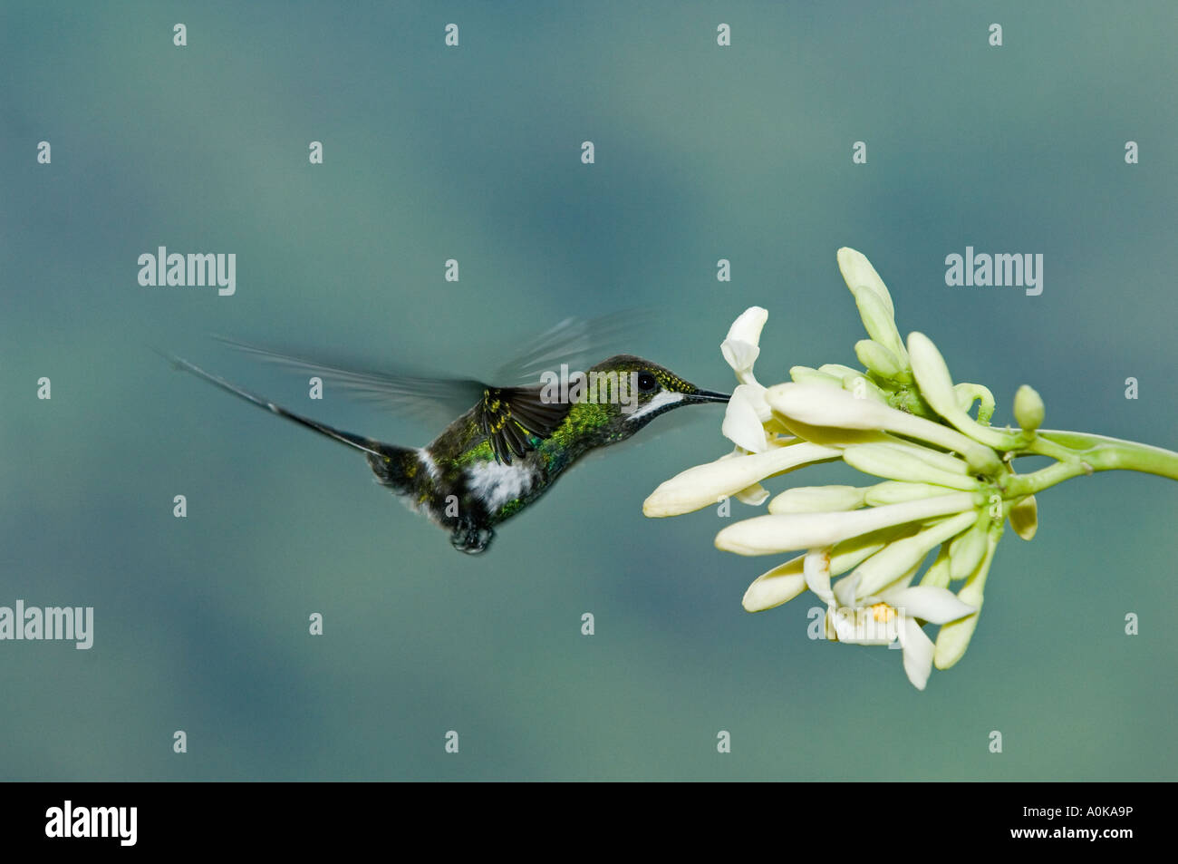 Hummingbird, Verde Thorntail (Popelaria conversii) maschio a fiore, Buenaventura riserva Provincia di El Oro ECUADOR Foto Stock