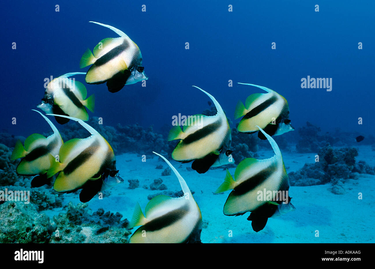 Pennant Bannerfishes Heniochus diphreutes Oceano indiano Isole Maldive Foto Stock