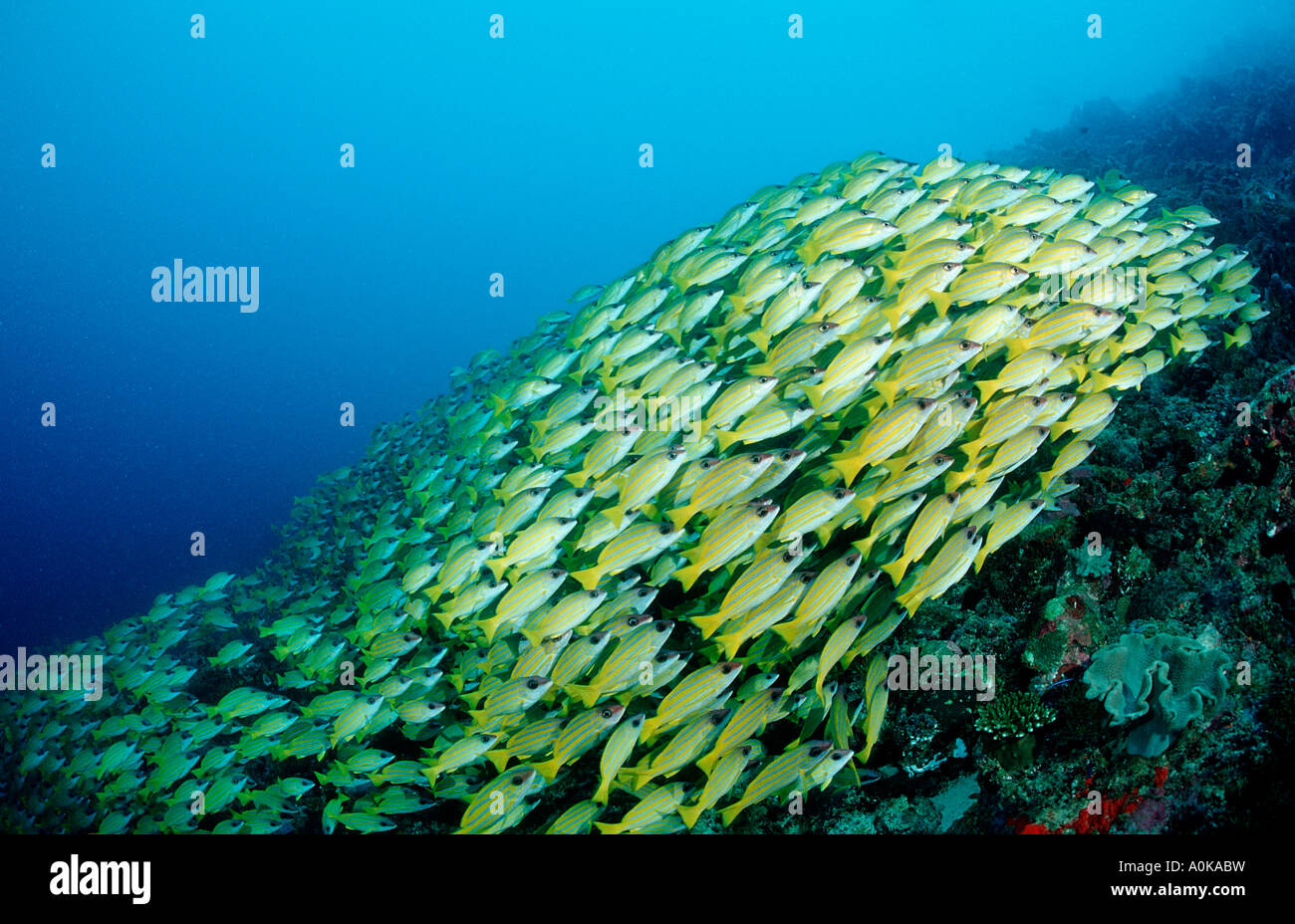 Bluestripe snapper Lutjanus kasmira Oceano indiano Isole Maldive Foto Stock
