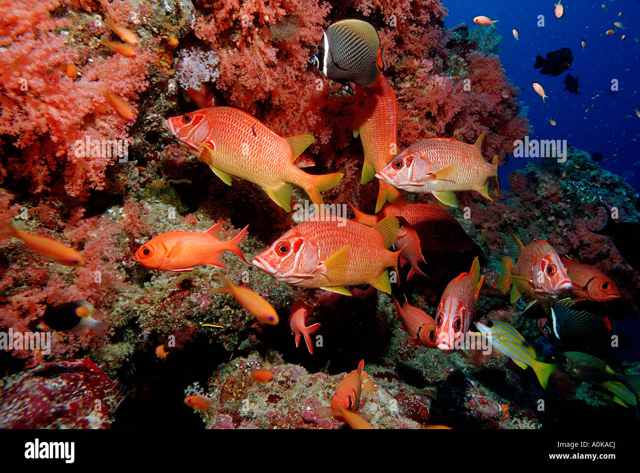 Squirrelfish Longjawed Sargocentron spiniferum Oceano indiano Isole Maldive Foto Stock