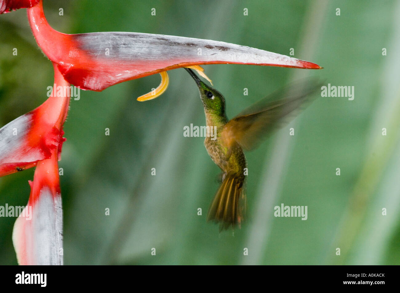 Hummingbird, fulvo-breasted brillante (Heliodoxa rubinoides) Alimentazione sul fiore heliconia, Valle Tandayapa ECUADOR Foto Stock