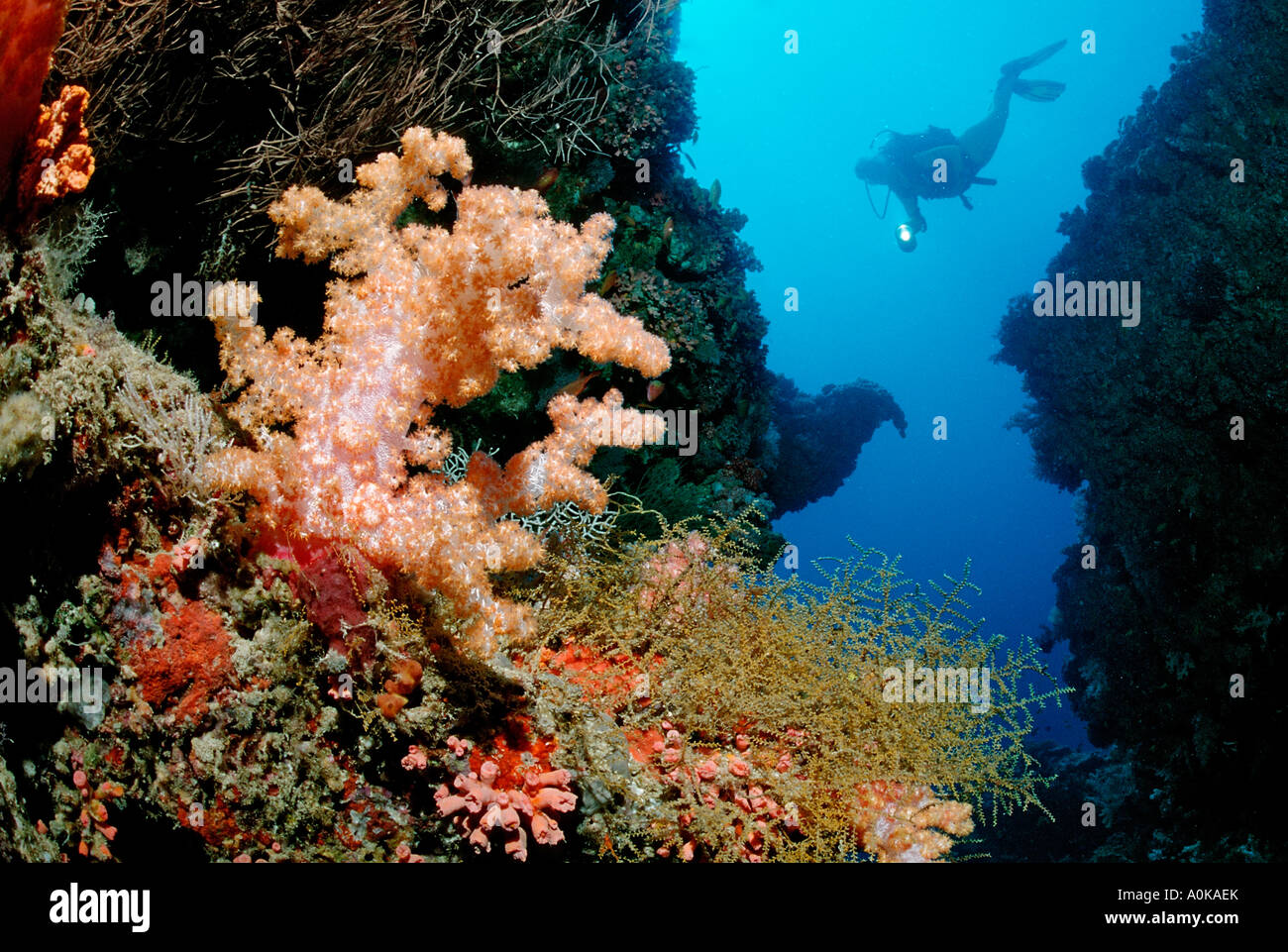 Coral Reef e subacqueo Oceano indiano Isole Maldive Foto Stock
