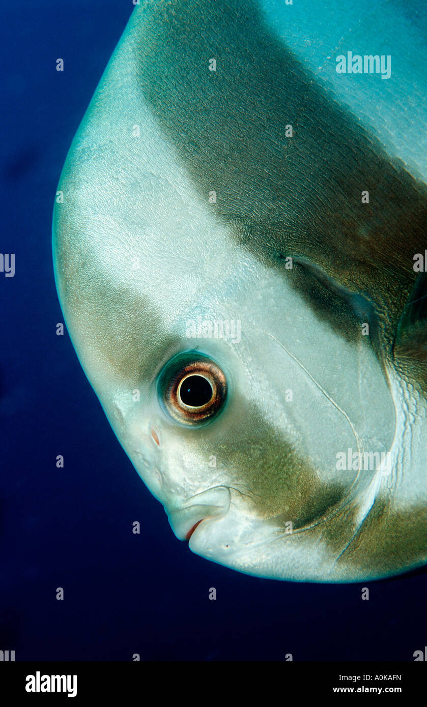 Pinnate Batfish Platax pinnatus Oceano indiano Isole Maldive Foto Stock