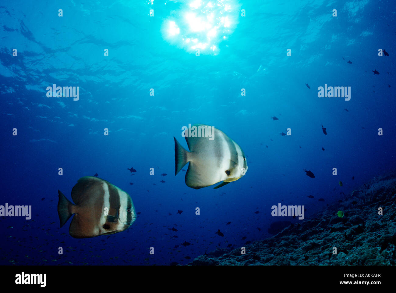 Pinnate Batfishes Platax pinnatus Oceano indiano Isole Maldive Foto Stock