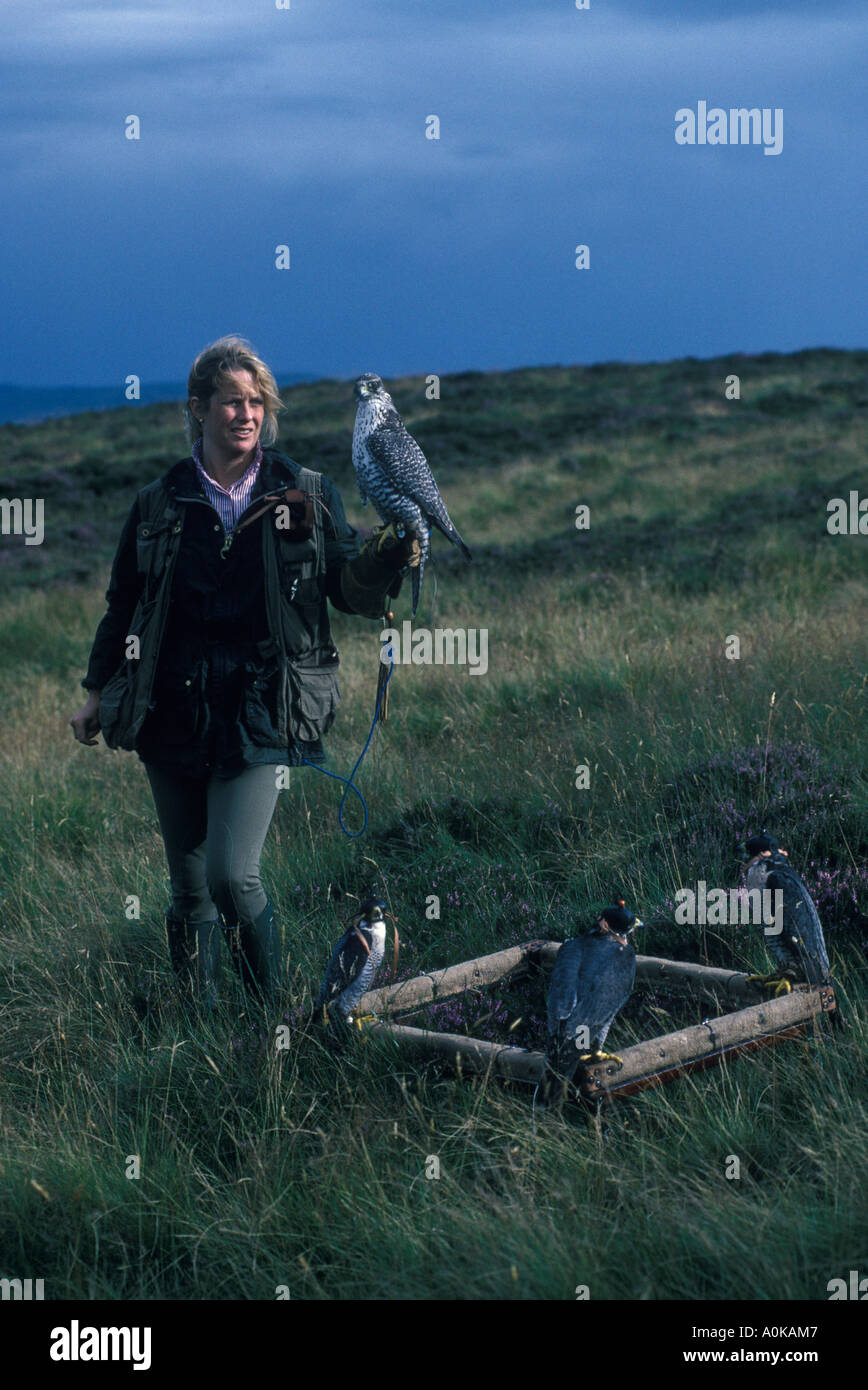 Emma Ford della British School of Falconry a Gleneagles Scozia con Harris Hawk rapaci. ANNI '90 REGNO UNITO HOMER SYKES Foto Stock