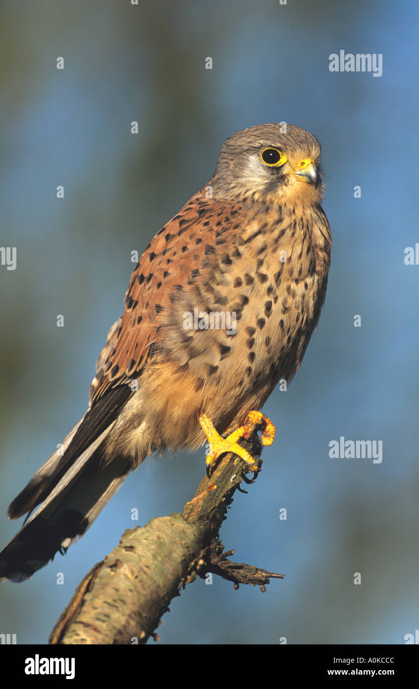 Kestrel maschio Falco tinnunculus Foto Stock