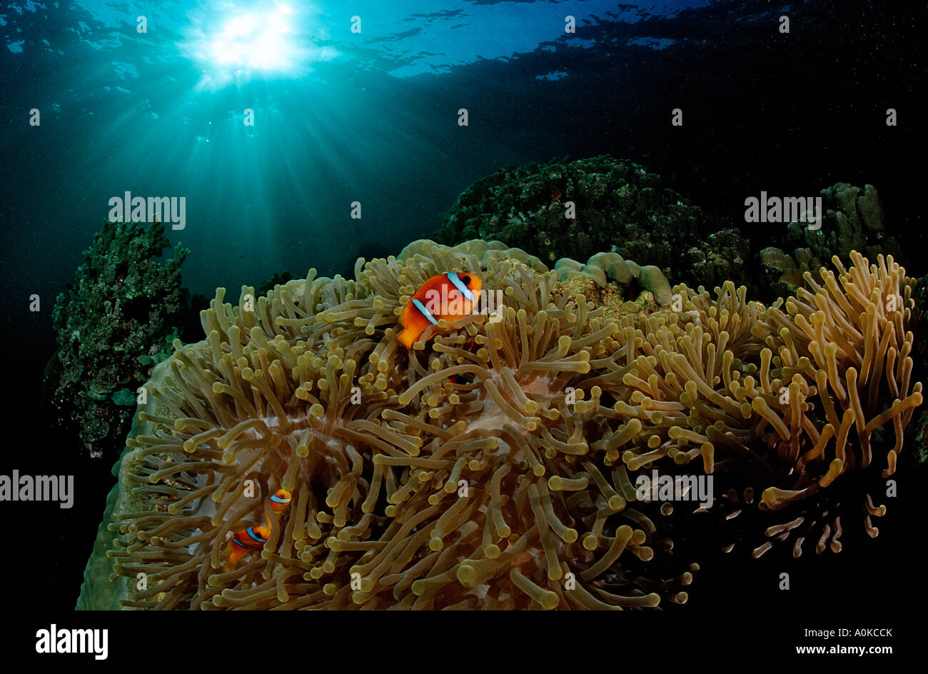 Due nastrare anemonefish Amphiprion bicinctus Mare Rosso Gibuti Foto Stock