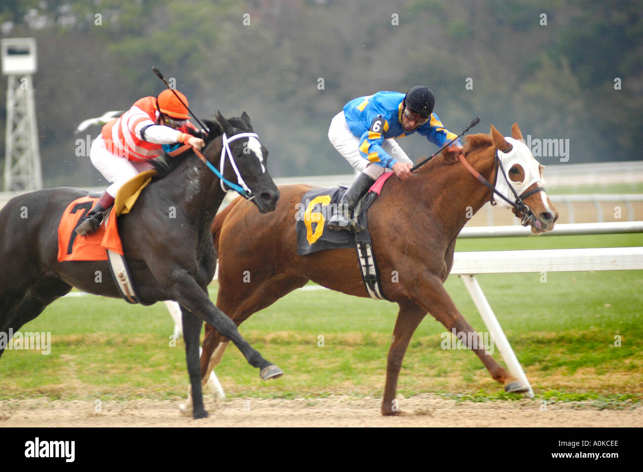 Purosangue cavallo di razza in Tampa Bay Downs Florida Foto Stock
