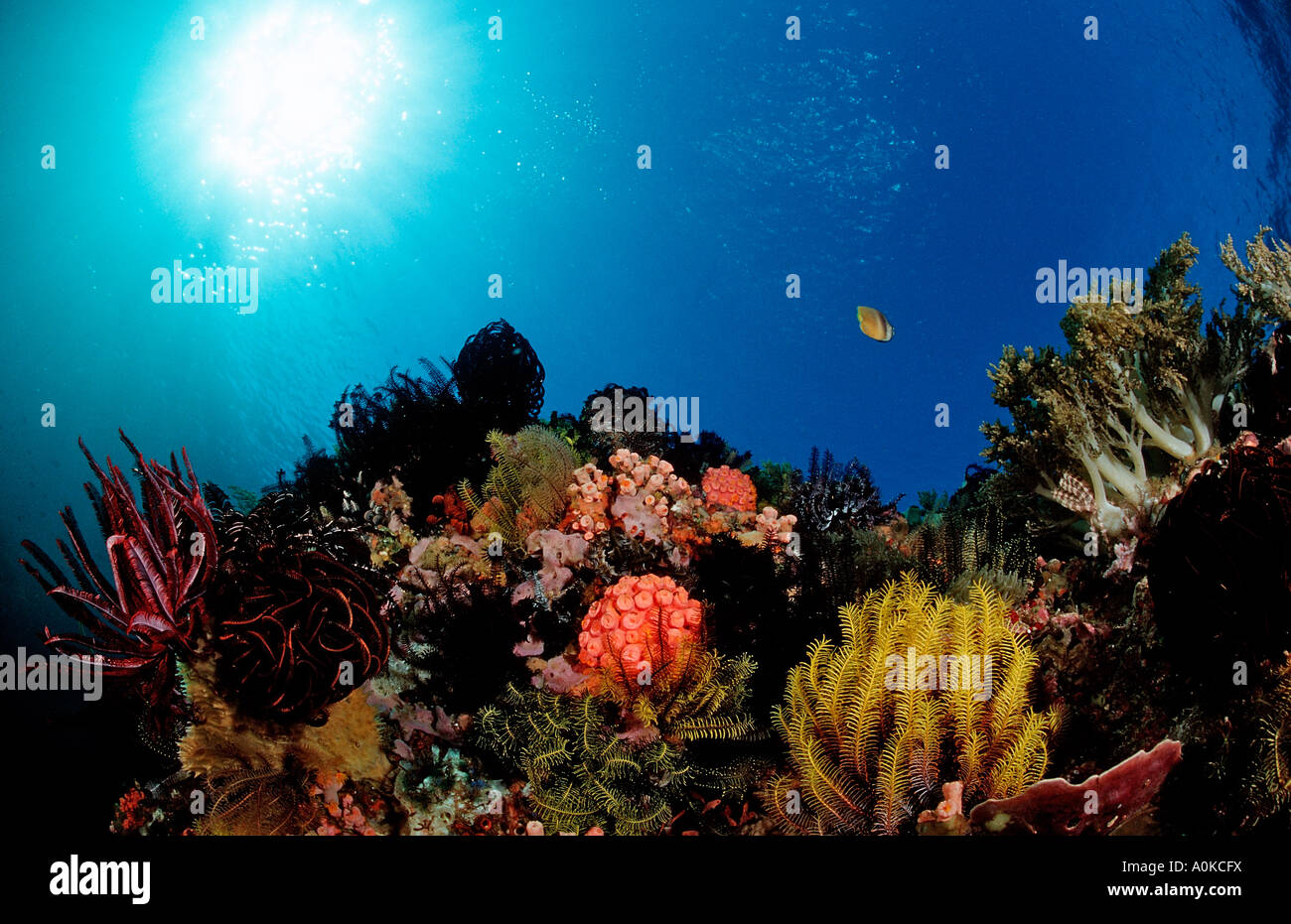 Coral Reef con coralli molli Alcyonaria sp Komodo Indo Pacific Indonesia Foto Stock