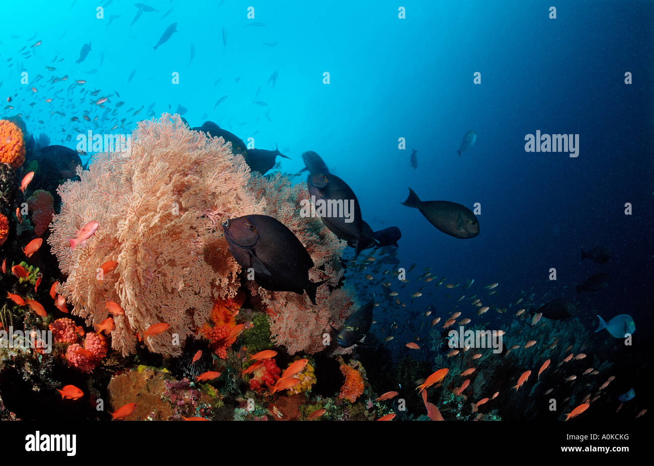 Secca di surgeonfishes allungato Acanthurus mata Komodo Indo Pacific Indonesia Foto Stock