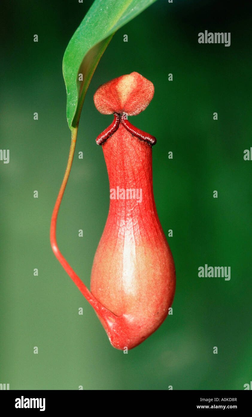 Nepenthes Kannenpflanze spec Kannenpflanzengewaechse Nepenthaceae piante rot rosso verticale Hochformat Foto Stock