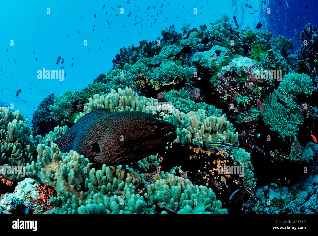 Murena Gigante al Coral Reef Gymnothorax javanicus Ras Mohamed Sinai Mar Rosso in Egitto Foto Stock