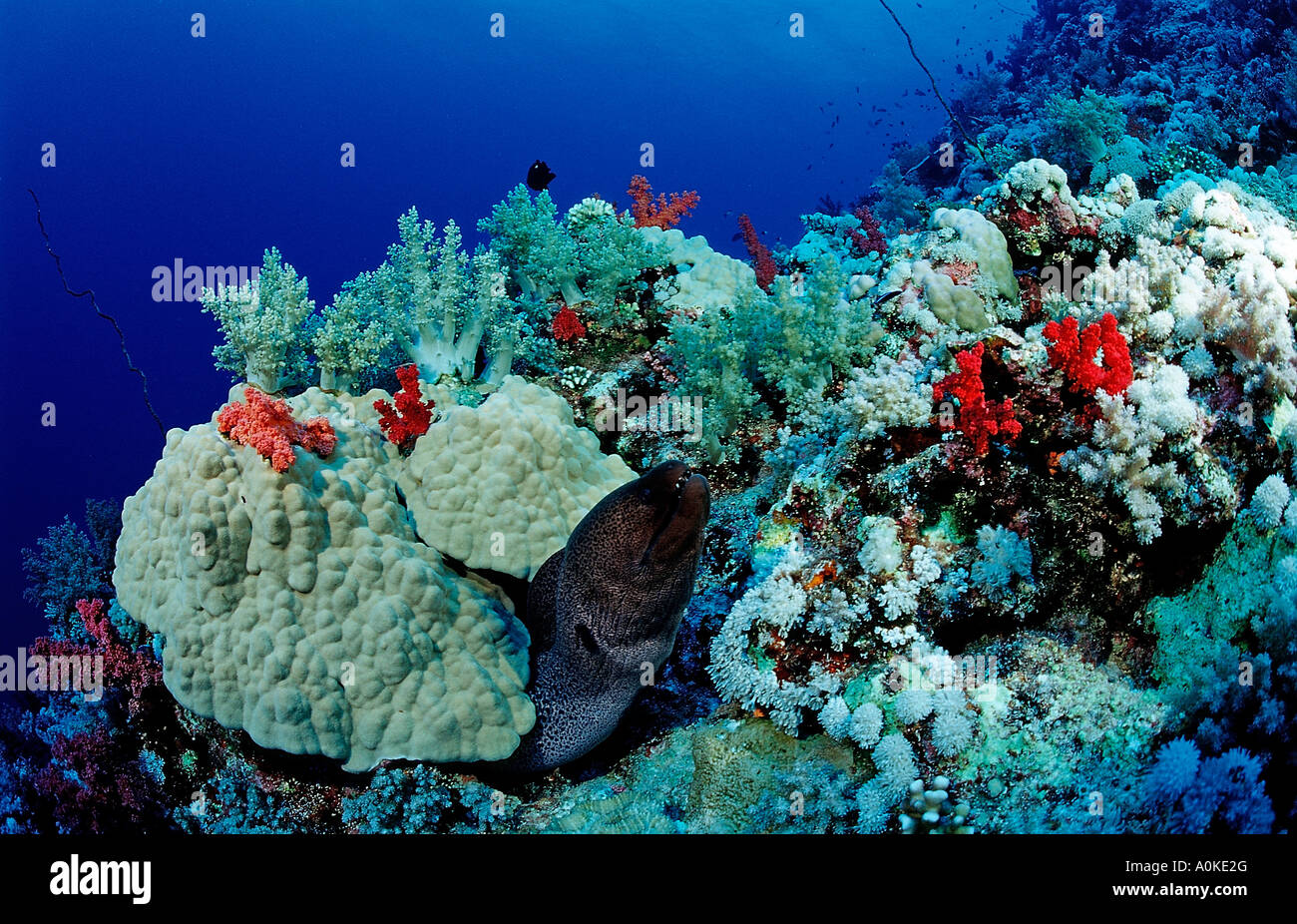 Murena Gigante al Coral Reef Gymnothorax javanicus Marsa Alam Red sea Egypt Foto Stock
