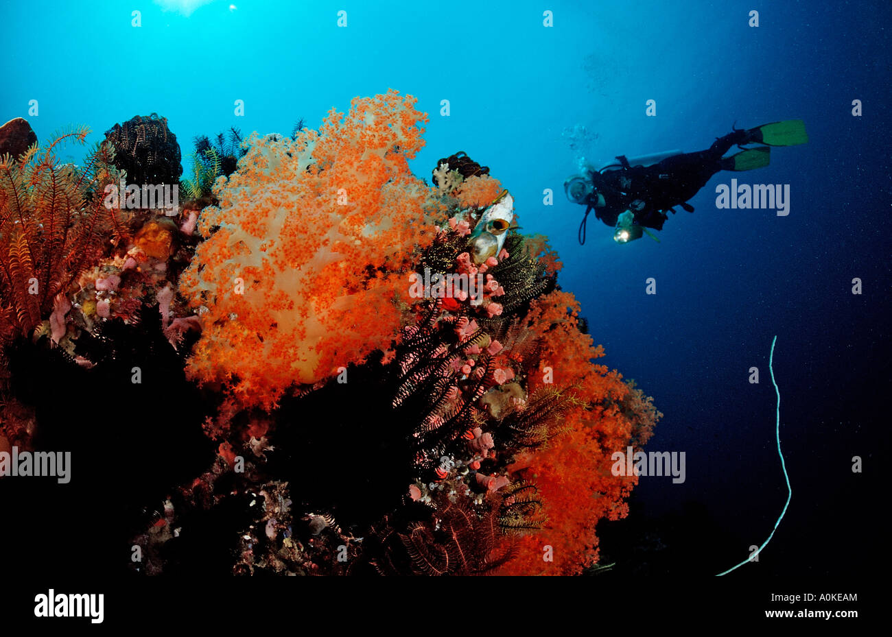 Immersioni subacquee a Coral Reef Raja Ampat Irian Jaya Papua Occidentale Indo Pazific Indonesia Foto Stock