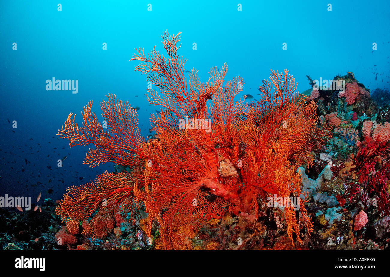 Coral Reef con ventilatore di mare Gorgonaria sp Oceano Indiano Indonesia Foto Stock
