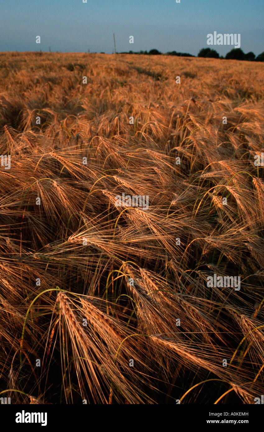 Campo di segale Germania Secale cereale Foto Stock