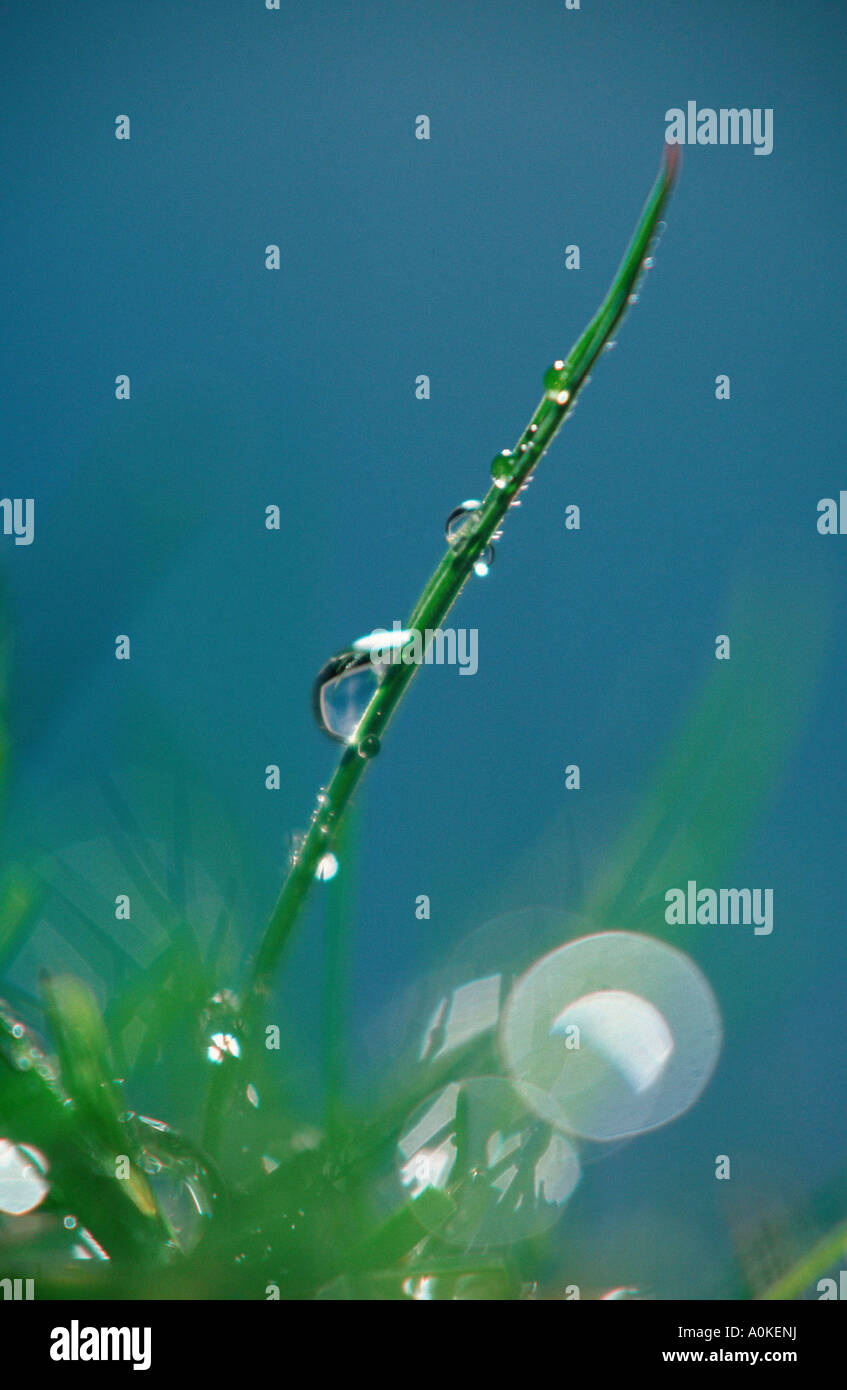 Lama di erba con gocce d'acqua Grashalm mit Wassertropfen Graeser Hochformat caduta verticale di acqua Foto Stock