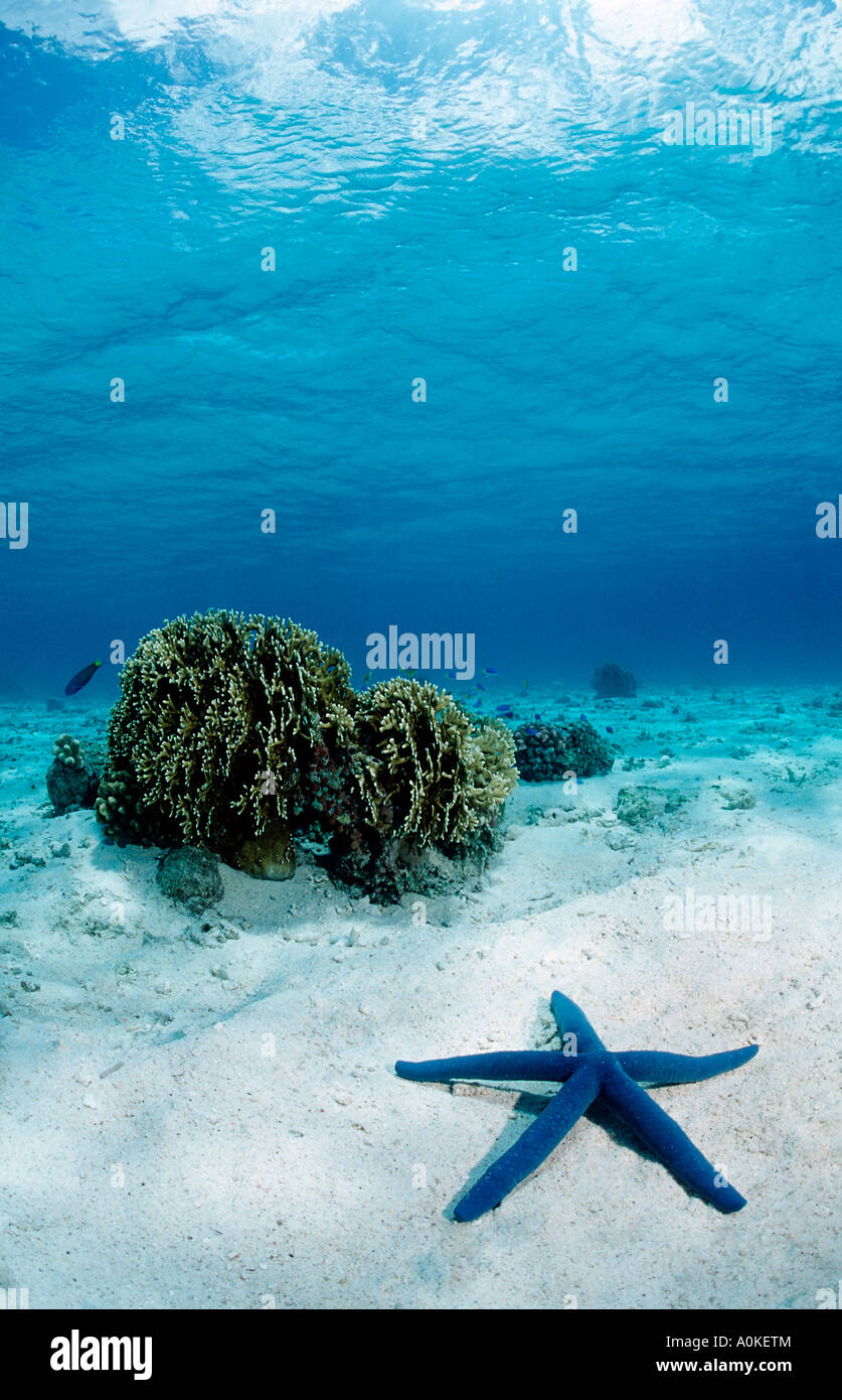 Blue Starfish Linckia laevigata Foto Stock