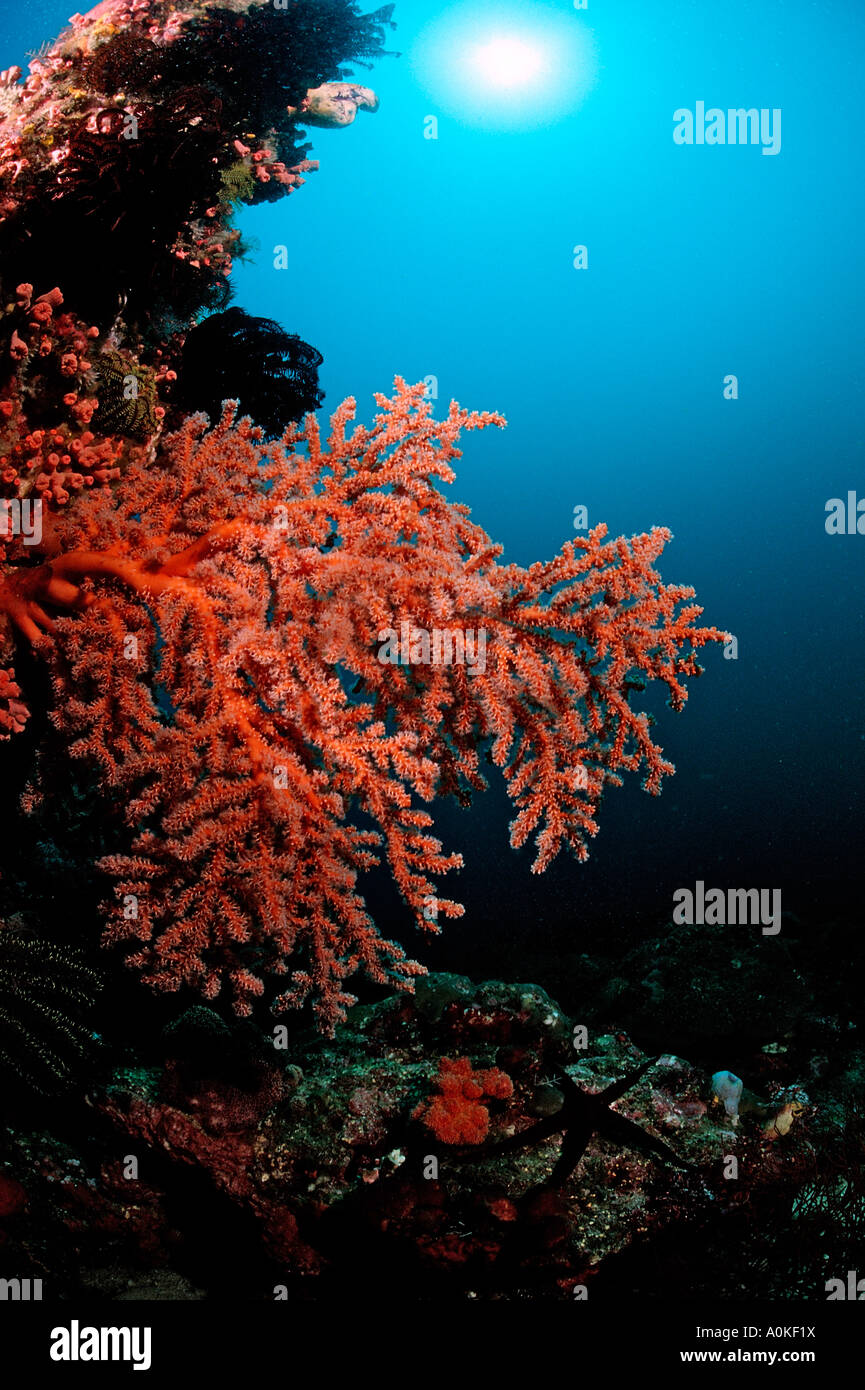 Coral Reef Komodo Oceano Indiano Indonesia Foto Stock