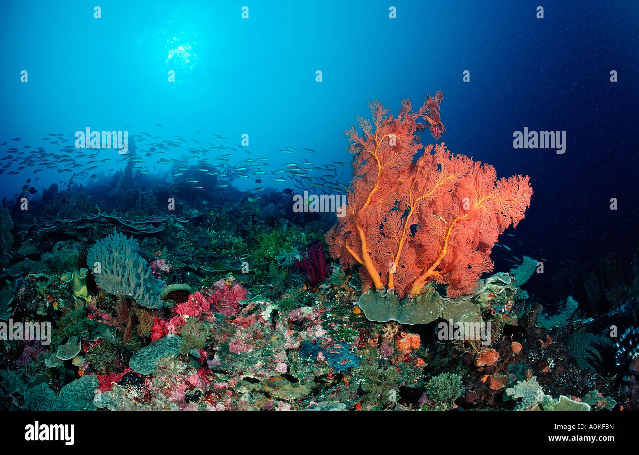 Coral Reef con ventilatore di mare Gorgonaria sp Parco Nazionale di Komodo Oceano Indiano Indonesia Foto Stock