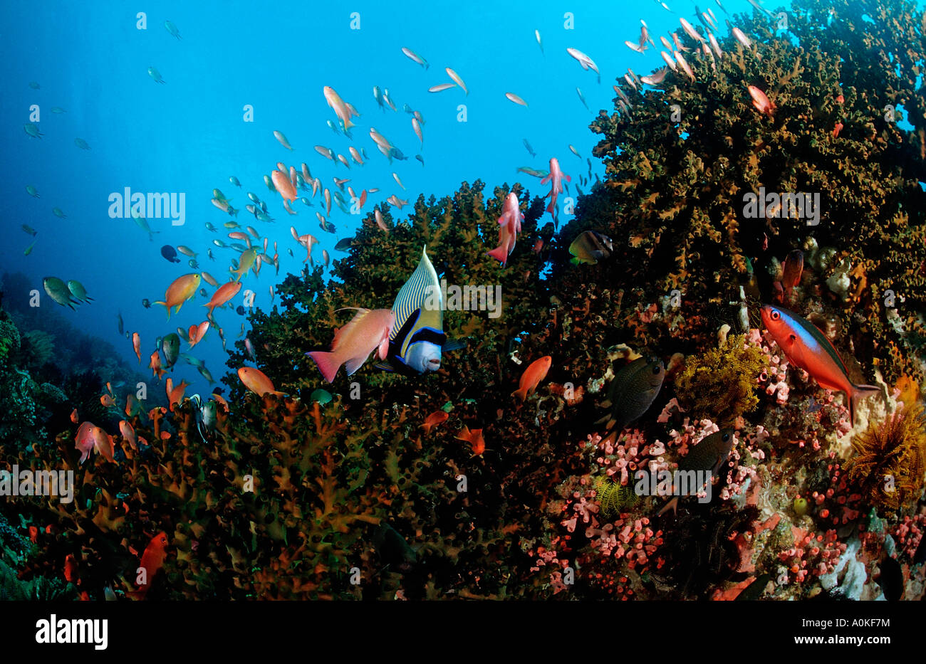 Coral Reef con Angelfish Pomacanthus imperator Komodo Oceano Indiano Indonesia Foto Stock