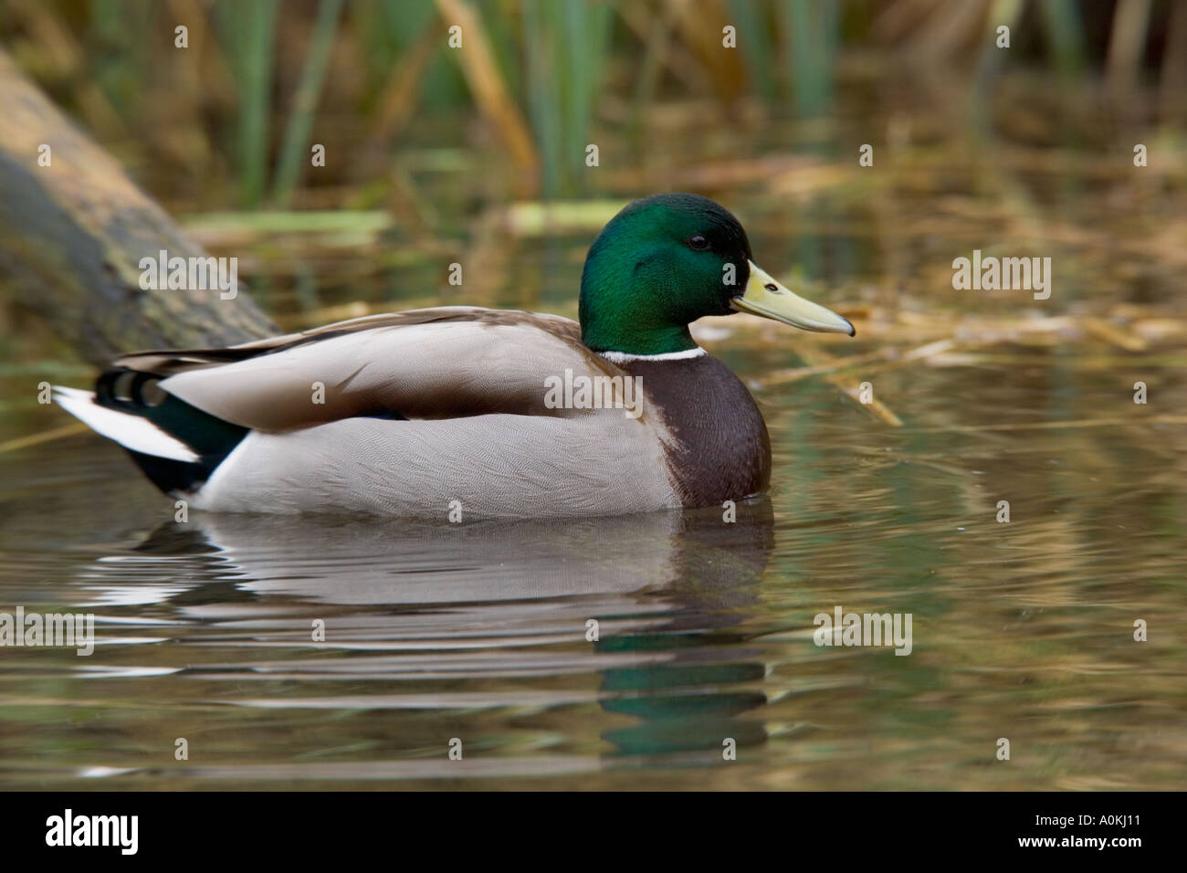 Maschio di Germano Reale Anas platyrhynchos su acqua fowlmere cambridgeshire Foto Stock