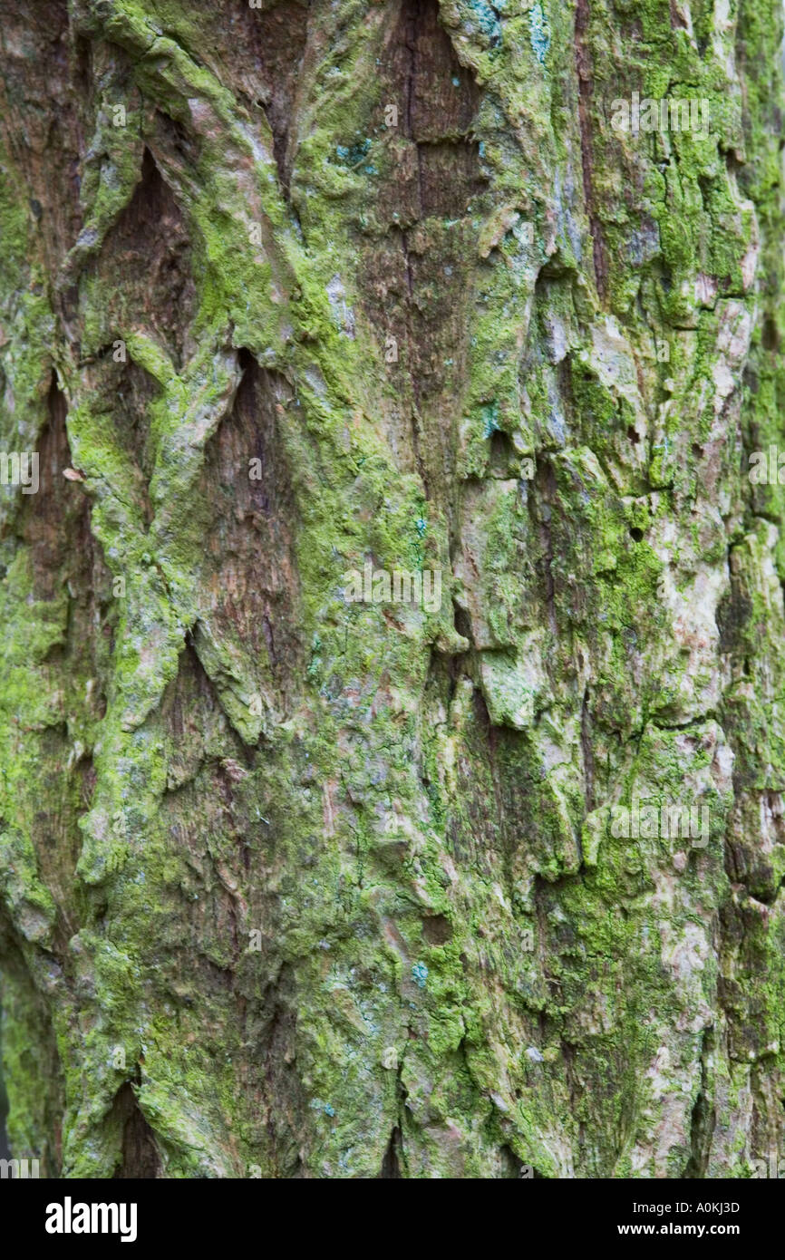 Albero di sambuco Sambucus nigra corteccia Foto Stock