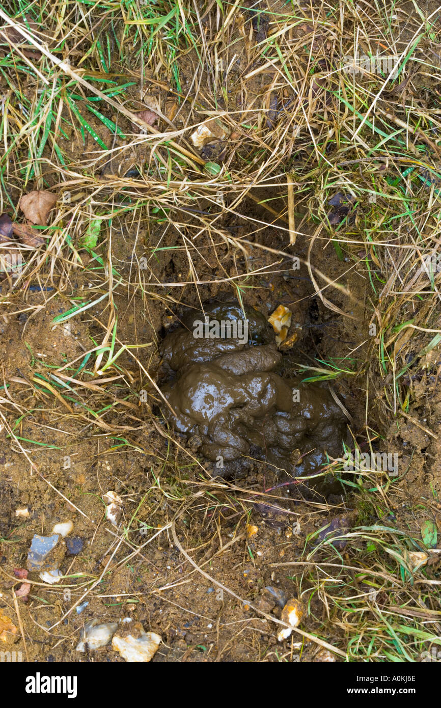 Tasso (Meles meles) potton latrina bedfordshire Foto Stock