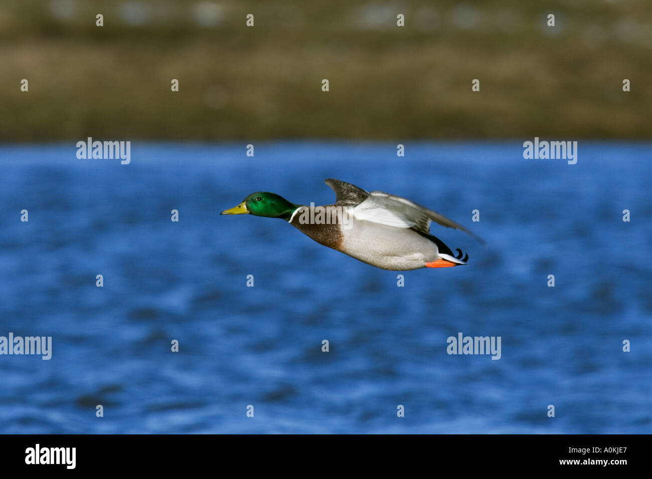 Germano reale Anas platyrhynchos in volo in tutta l'acqua welney norfolk Foto Stock