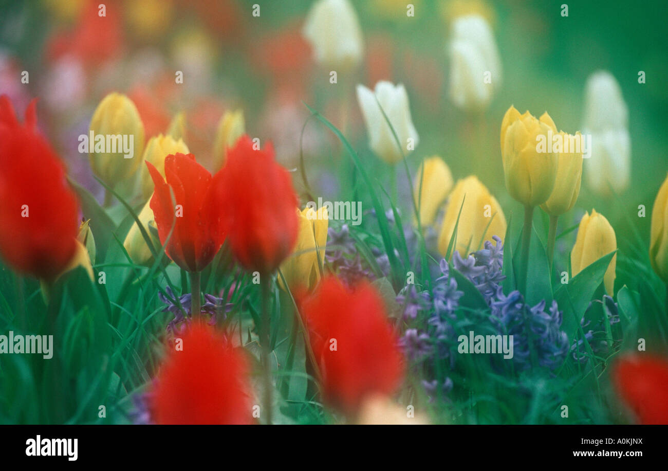 Tulipani e giacinti Tulpen und Hyazinthen Foto Stock