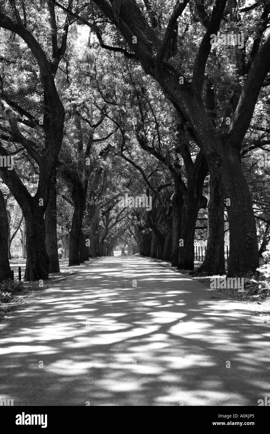 Live Oak viale alberato vicino a Savannah in Georgia negli Stati Uniti. Foto Stock